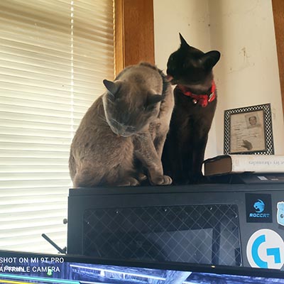 Dermot and Ruby, grooming